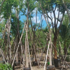 Millingtonia hortensis