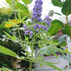 Vitex agnus-castus nbm