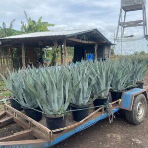 Agave Aloe