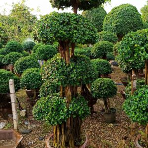 Ficus retusa  (Panda)