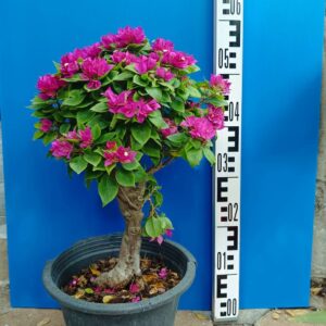 Bougainvillea