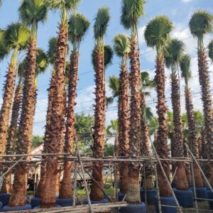 Washingtonia robusta